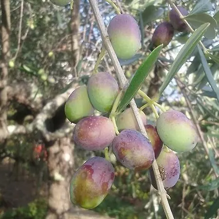 La Fattoria Di Nonna Eugenia Леричи