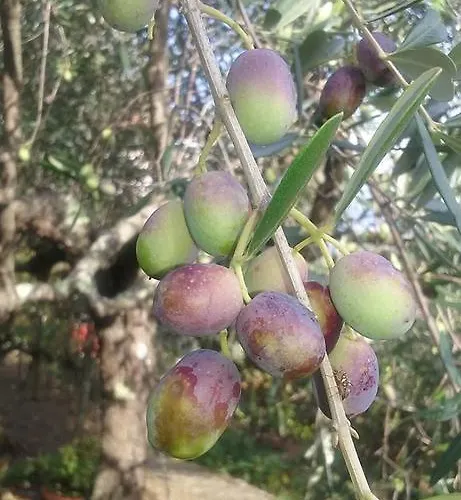 La Fattoria Di Nonna Eugenia Lerici