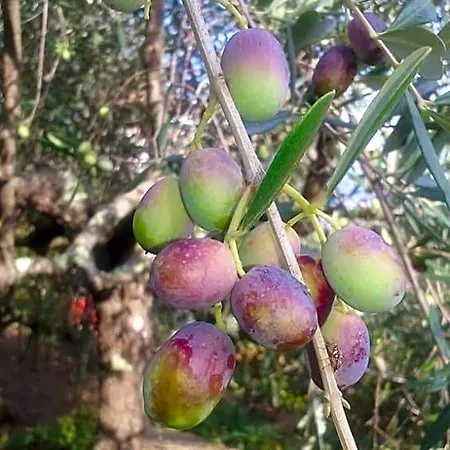 La Fattoria Di Nonna Eugenia Alojamento de Acomodação e Pequeno-almoço 3*